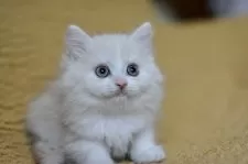 スコティッシュフォールド(立ち耳)【愛知県・男の子・2025年4月28日・クリームタビー】の写真3