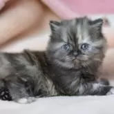 サイベリアン【愛知県・女の子・2025年10月30日・トーティシェル】の写真4