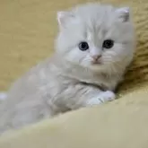 サイベリアン【愛知県・男の子・2025年10月30日・クリームタビー】の写真4