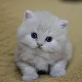 サイベリアン【愛知県・男の子・2025年10月30日・クリームタビー】の写真5