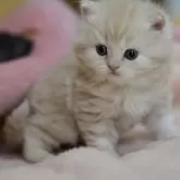 サイベリアン【愛知県・男の子・2025年10月30日・クリームタビー】の写真6