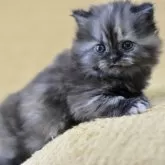 サイベリアン【愛知県・女の子・2025年10月30日・トーティシェル】の写真7