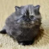 サイベリアン【愛知県・女の子・2025年10月30日・トーティシェル】の写真8