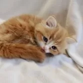 サイベリアン【愛知県・女の子・2025年10月18日・レッドタビー&ホワイト】の写真3