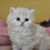 サイベリアン【愛知県・男の子・2025年10月30日・クリームタビー】の写真7