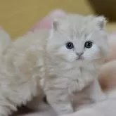 サイベリアン【愛知県・男の子・2025年10月30日・クリームタビー】の写真8