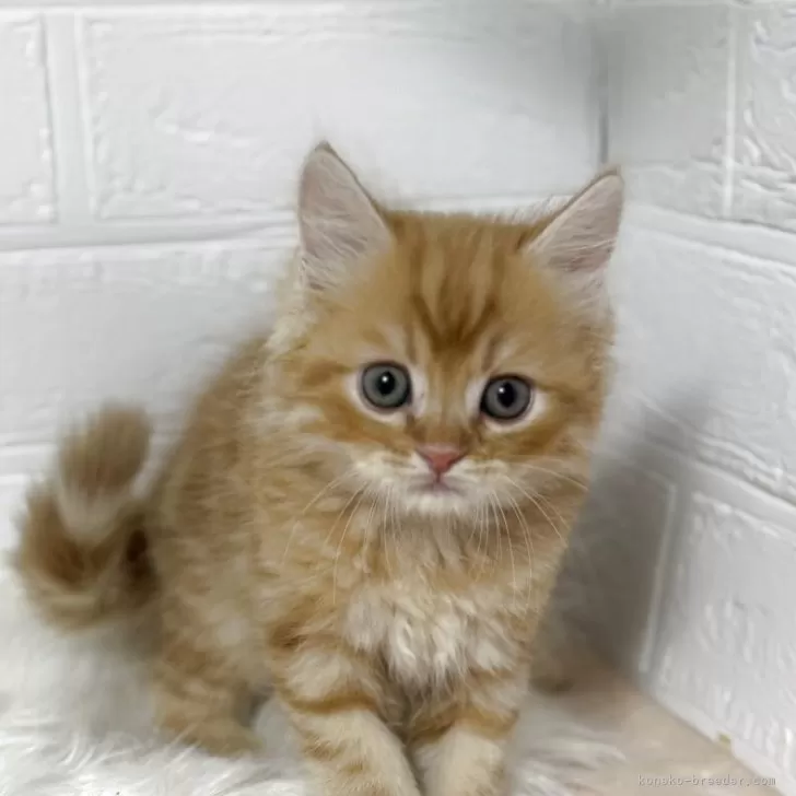 マンチカン(長足)【埼玉県・男の子・2025年8月31日・レッドタビー】の写真1