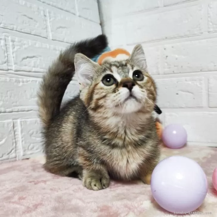 ID：2504-03011の子猫