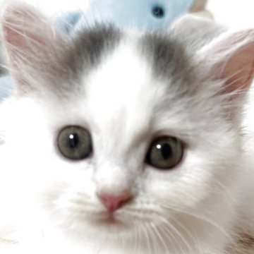 マンチカン(短足)【埼玉県・男の子・2025年8月31日・ブルーアンドホワイト】の写真「とても人懐こい子です❣️」