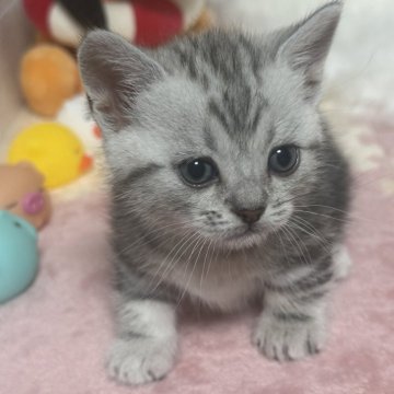 マンチカン(短足)【埼玉県・女の子・2024年11月22日・シルバータビー】の写真「おっとりのんびりした女の子です❣️」