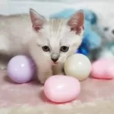 マンチカン(短足)