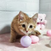 マンチカン(長足)