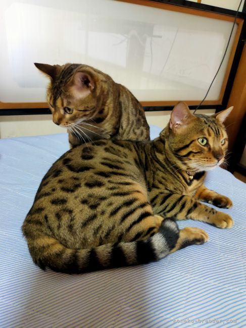 矢田　賢治(やた　けんじ)ブリーダー(島根県・ベンガル・ACC登録)の紹介写真2