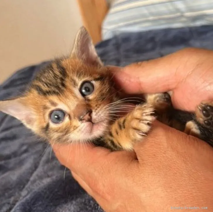 ID：2305-01812の子猫