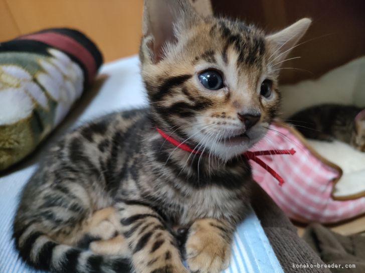 JCB 様のお迎えした子猫