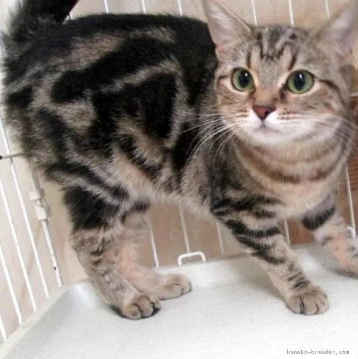 C.Y 様のお迎えした子猫