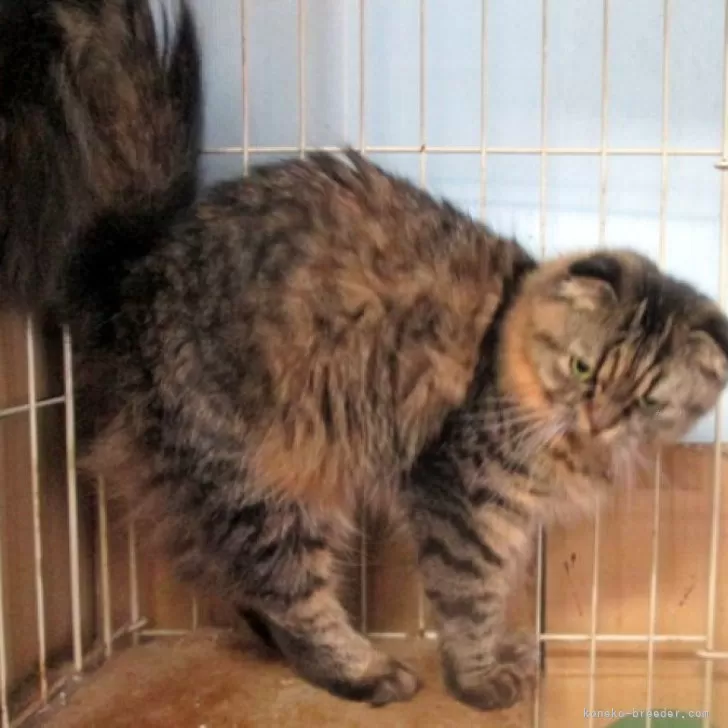 ID：2305-03688の子猫