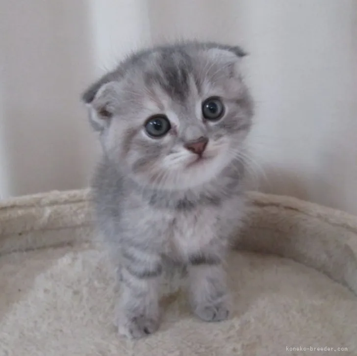 ID：2212-00793の子猫