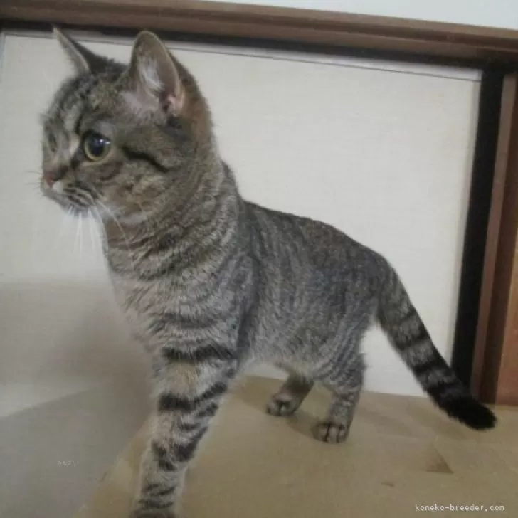 ID:2306-01786の子猫