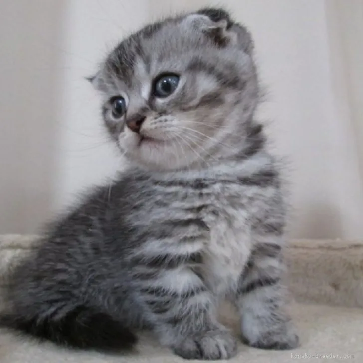 U.T 様のお迎えした子猫
