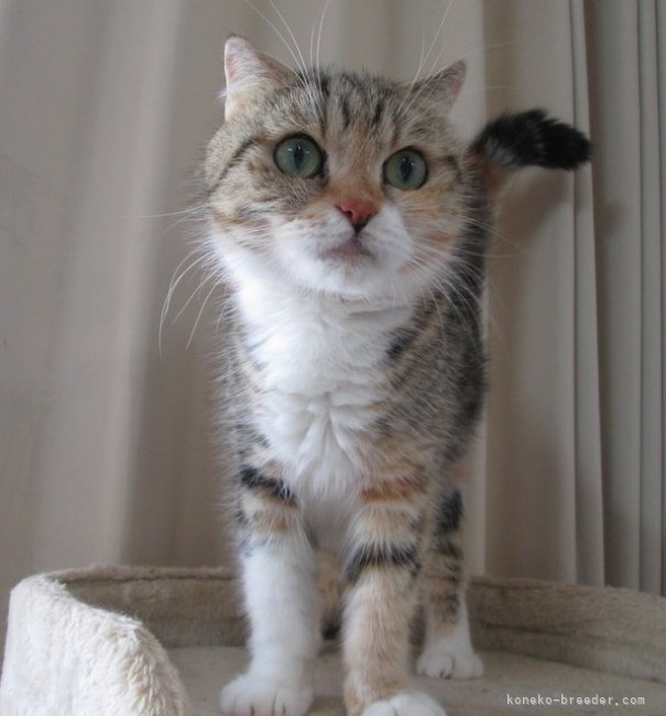 ミヌエット【・女の子・2019年10月8日・ブラウンパッチドタビー&amp;ホワイト】