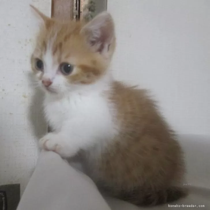 ID:2401-01250の子猫