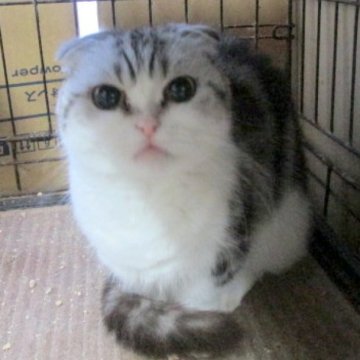 ミヌエット(短足)【青森県・女の子・2022年5月15日・シルバークラシックタビー&ホワイト】の写真「控えめでいかにも女の子って感じです！」