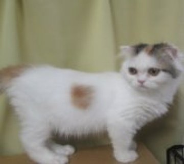 ミヌエット(長足)【青森県・女の子・2023年11月12日・トーティー&ホワイト（フワフワサラサラ長毛）】の写真「長毛でちょっと抜けてて？かわいい！」