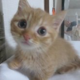 ミヌエット(短足)