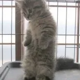 ミヌエット(短足)【青森県・女の子・2023年4月14日・ブラウンパッチドタビー&ホワイト】の写真1「6/15撮影　たまりません！かわいい💛」