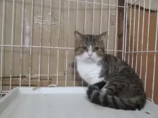 ミヌエット(短足)【青森県・男の子・2023年3月6日・ブラウンマカレルタビー&ホワイト】の写真2