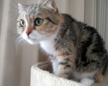 ミヌエット【・女の子・2019年10月8日・ブラウンパッチドタビー&ホワイト】