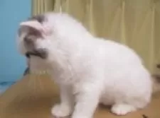 ミヌエット(長足)【青森県・女の子・2023年11月12日・トーティー&ホワイト】の写真2