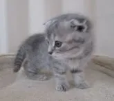 ミヌエット(長足)【青森県・女の子・2023年3月16日・ブルータビー】の写真3