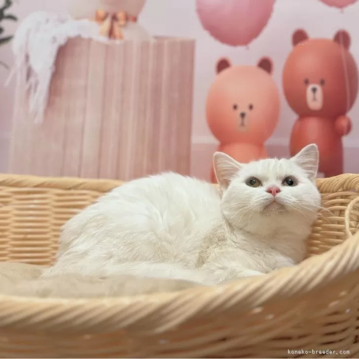 ID：2412-00828の子猫