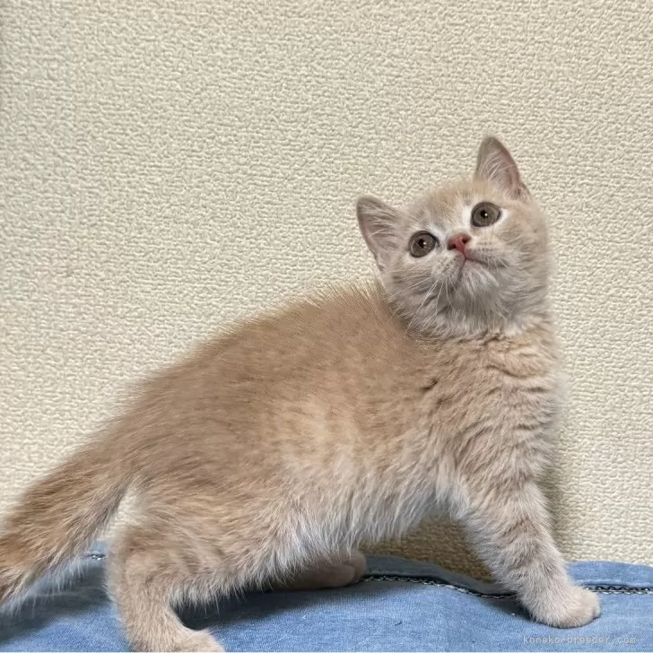 ID:2407-03028の子猫
