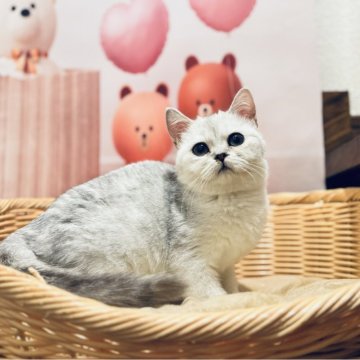 ブリティッシュショートヘア【東京都・女の子・2024年9月20日・シルバー】の写真「可愛い」