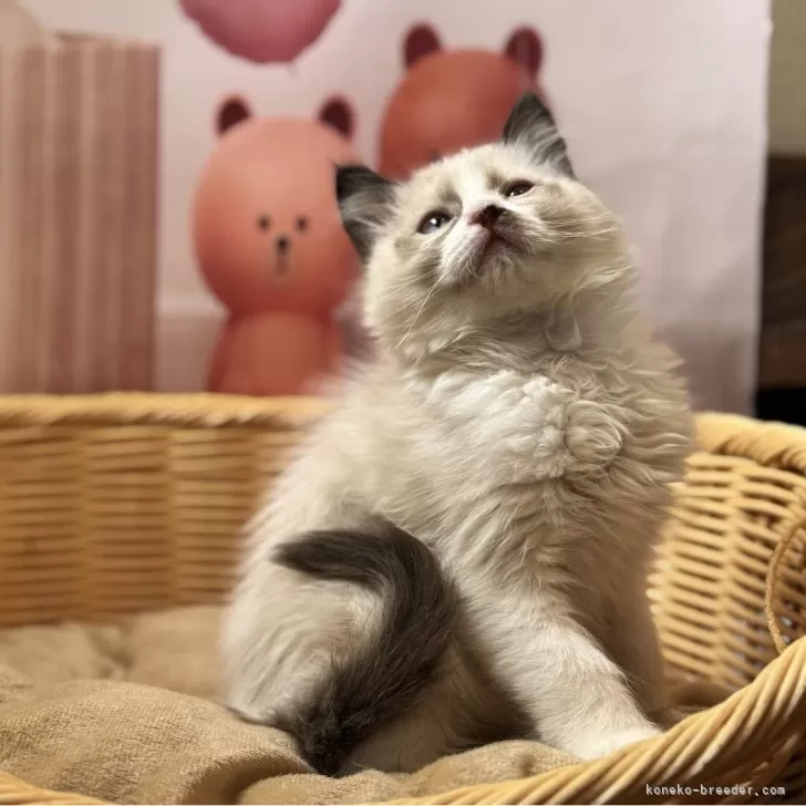 ID:2501-02275の子猫