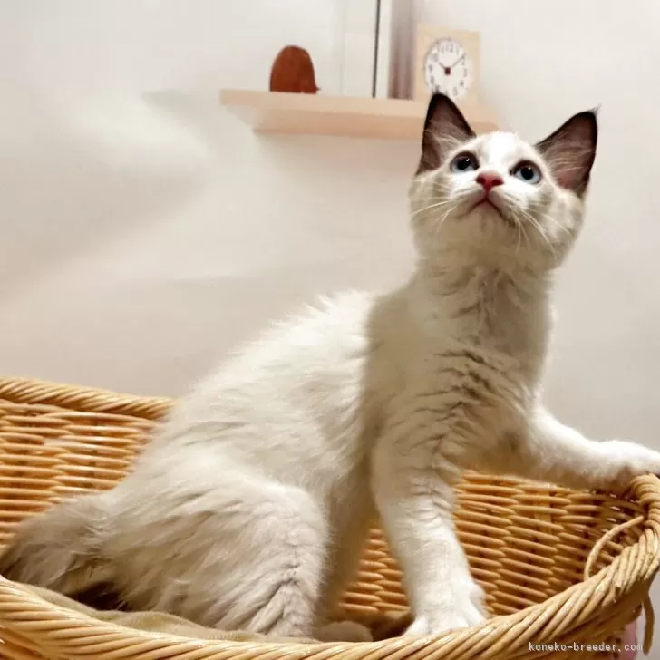 ID：2509-02575の子猫