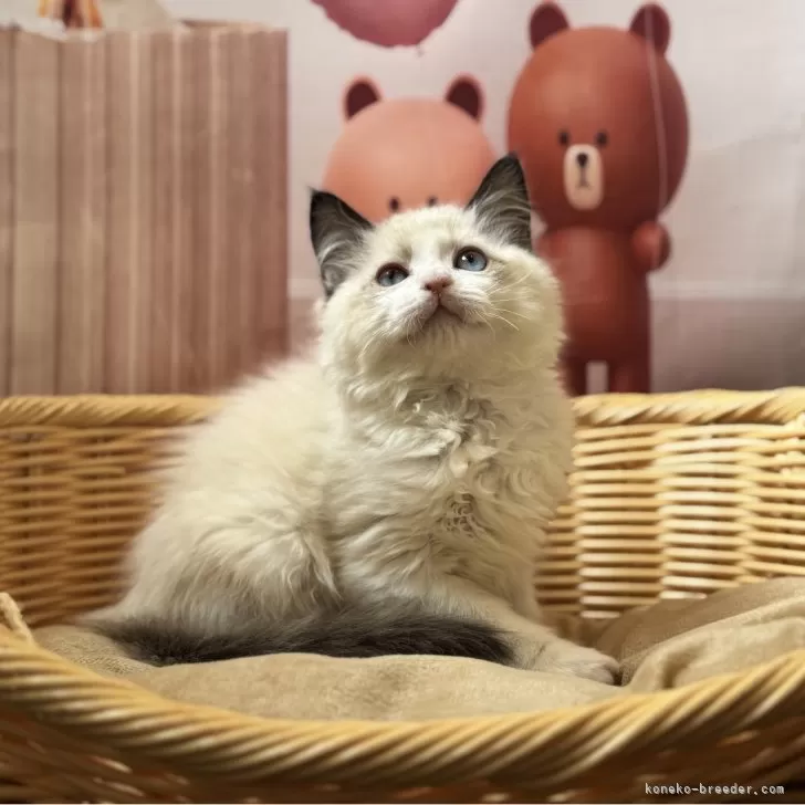 ID：2501-02270の子猫