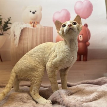 デボンレックス【東京都・男の子・2024年8月30日・レッドーホワイト】の写真「可愛い」