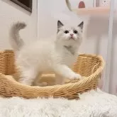 ラグドール【東京都・女の子・2025年9月22日・シルポイントバイカラ-】の写真1