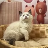 ラグドール【東京都・男の子・2024年11月30日・シルポイントバイカラ-】の写真1