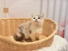 マンチカン(短足)【東京都・女の子・2025年9月30日・キャリコ】の写真6