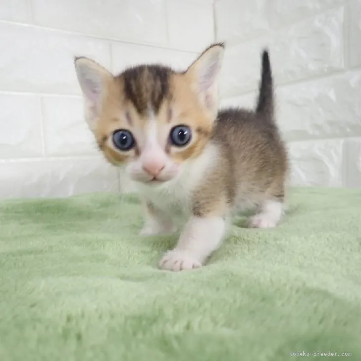 ID:2304-03087の子猫