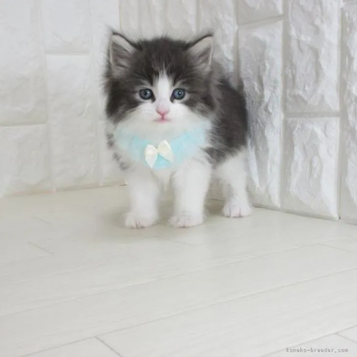 ID：2303-01148の子猫