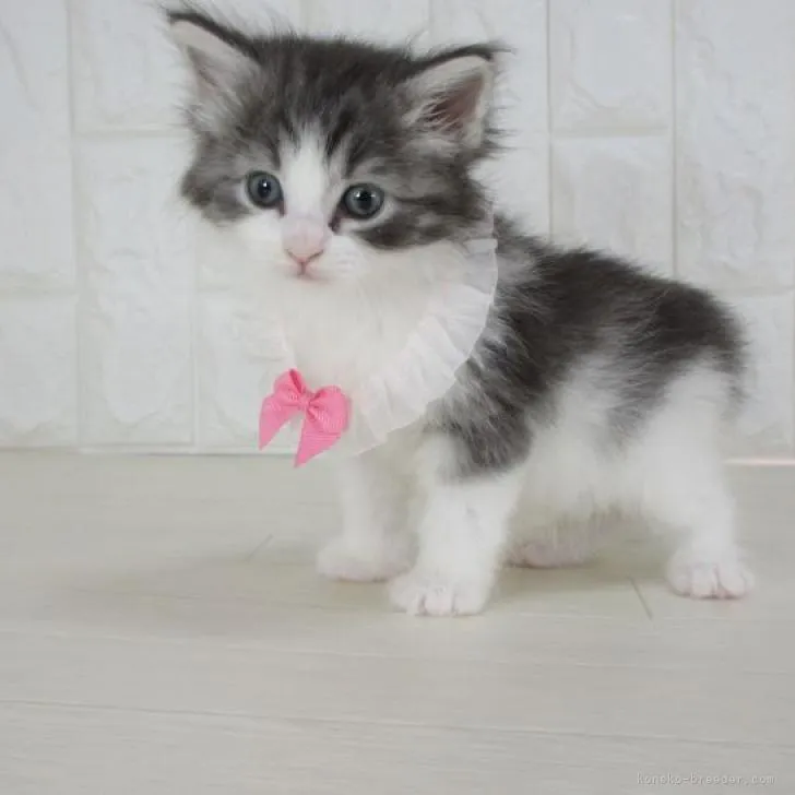 ID：2303-01166の子猫