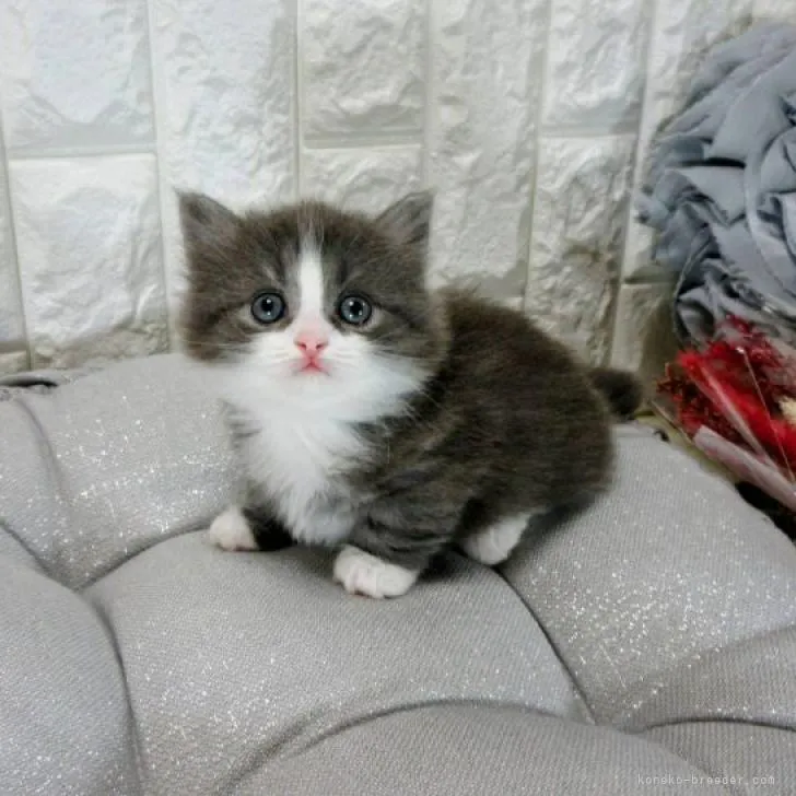 ID:2303-01208の子猫