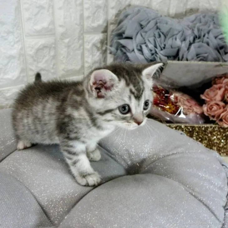 ID：2303-01211の子猫