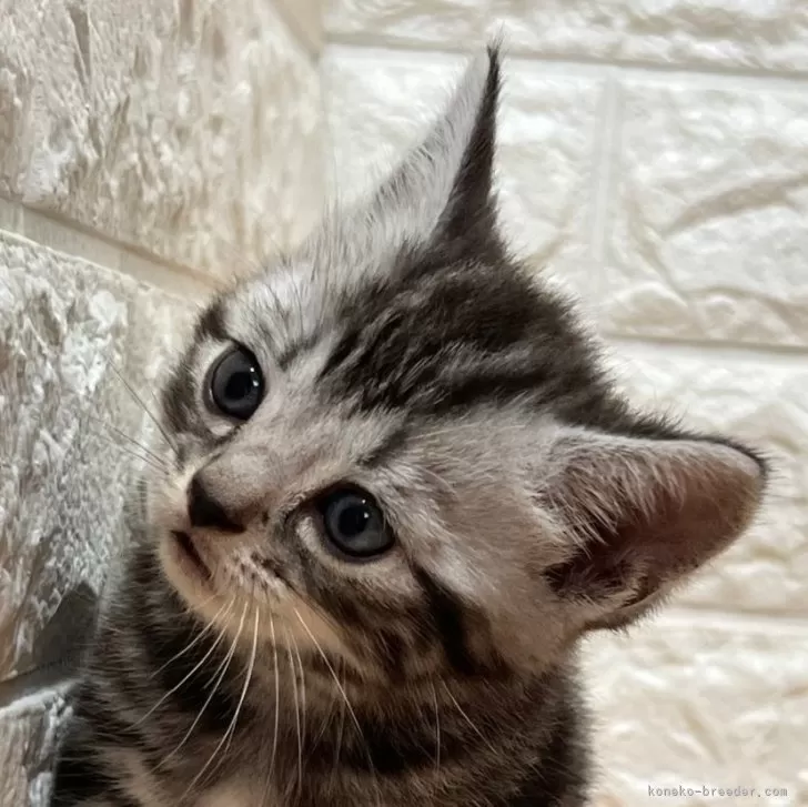 こゆりお 様のお迎えした子猫